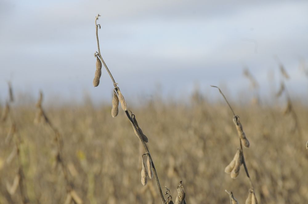 Sequía: menos kilos por hectárea y calidad menor en los granos de soja, un problema que impacta no solo en el campo.