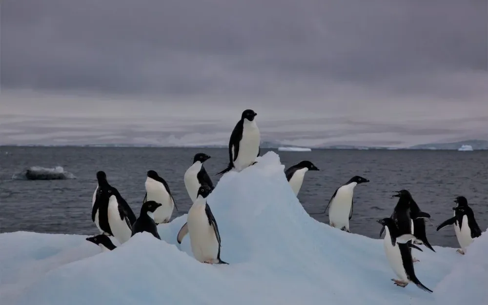 Según los oceanógrafos y biólogos marinos, si la Amazonia es considerada el pulmón del planeta, la Antártida es su corazón
