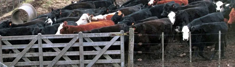 La ganadería argentina quiere reverdecer sus laureles, pero la faena cayó 4% en 12 meses