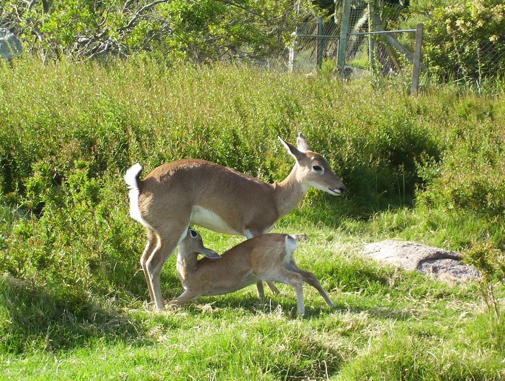 Venado de campo y su cría en la reserva