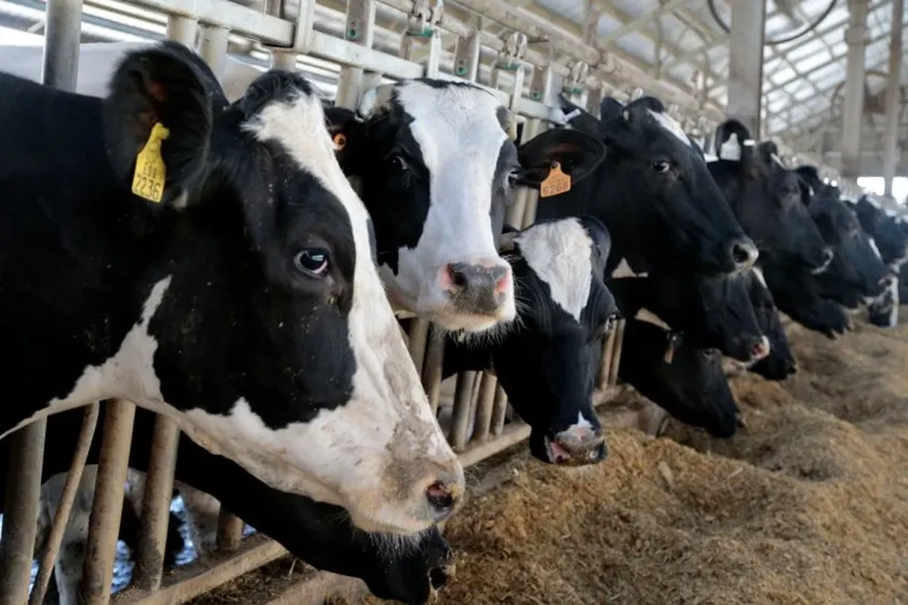 Remisiones lecheras de febrero en Conaprole cayeron 4%