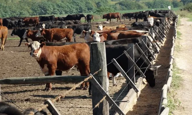 Es creciente la participación de los ganados de encierros en la faena de frigoríficos