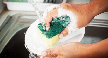 Investigadores en Alemania secuenciaron el ADN de las bacterias en esponjas de cocina.