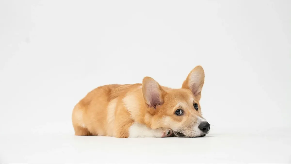 por qué mi perro tose flema blanca