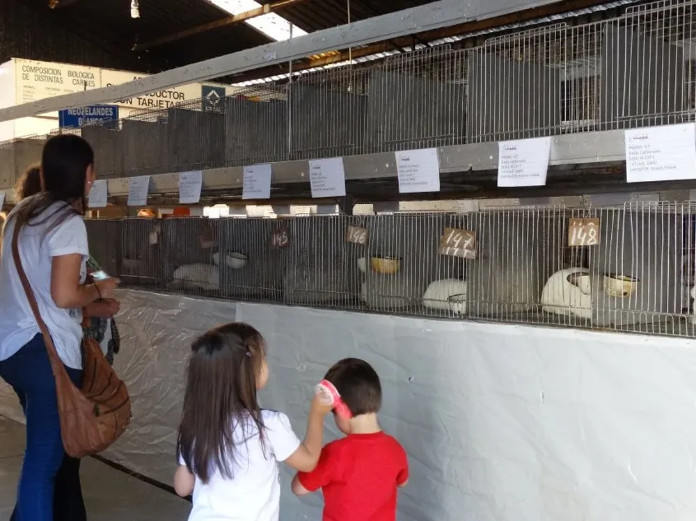 La muestra de otoño de los cunicultores se podrá visitar desde el próximo fin de semana.