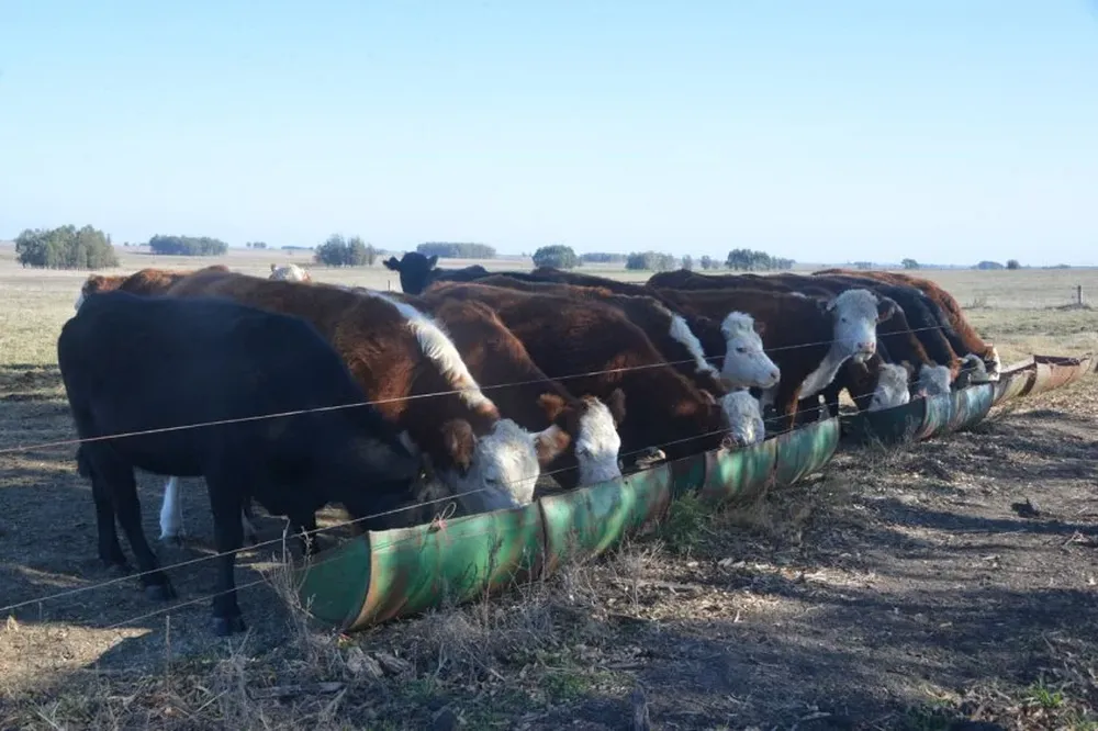 Ganadería duplicó el área bajo emergencia agropecuaria.