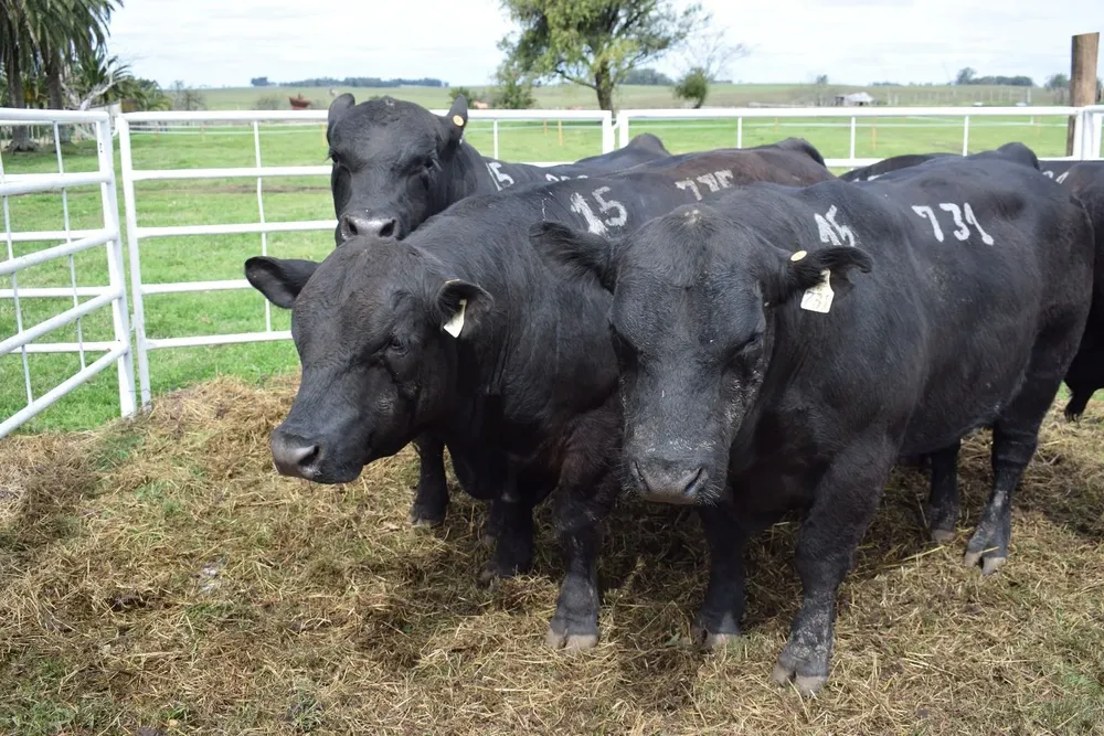 En total se comercializaron 74 toros Polled Hereford y 51 Angus.