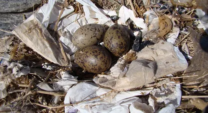 El Observador | 0000313744.webp