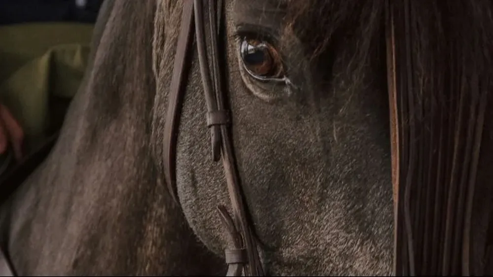 El joven falleció tras caer del caballo en el que trabajaba.