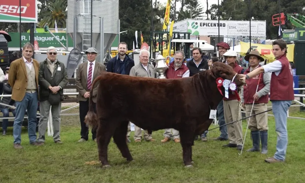 Brete 153, Gran Campeón de la raza Shorthorn.