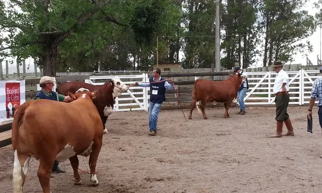 Este año la Nacional Braford se realizó en Minas