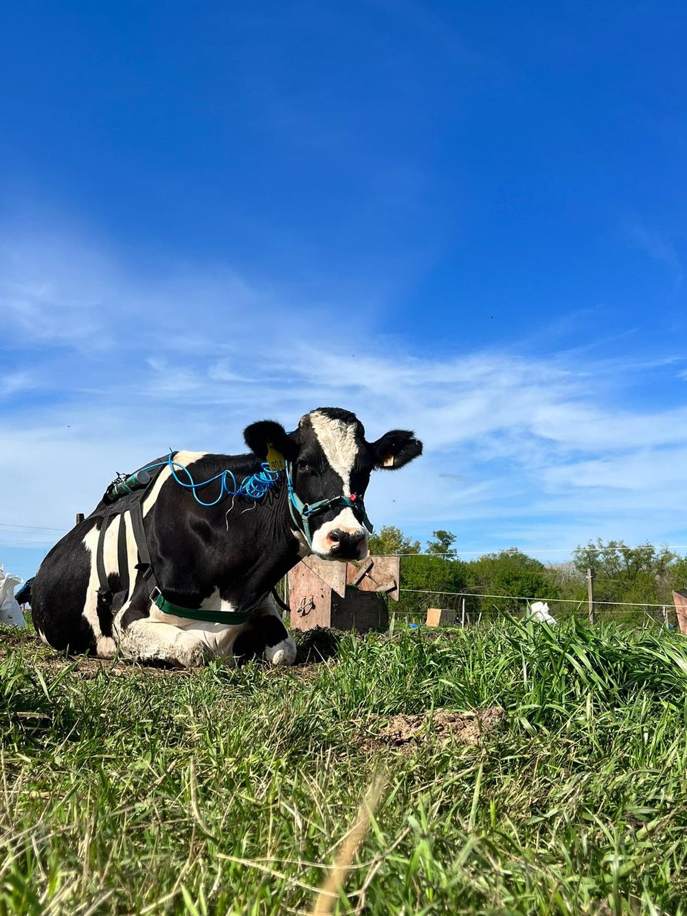 En Uruguay la aplicación del producto se desarrolla principalmente en producción a corral o feed lot y en lechería, con la posibilidad de extenderse a futuro a ganadería de pastoreo.