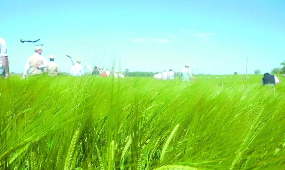 Maltería Oriental mostró la cebada en el campo experimental
