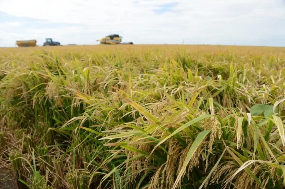 Los arroceros brasileños no quieren sobreoferta regional para la próxima zafra del cereal