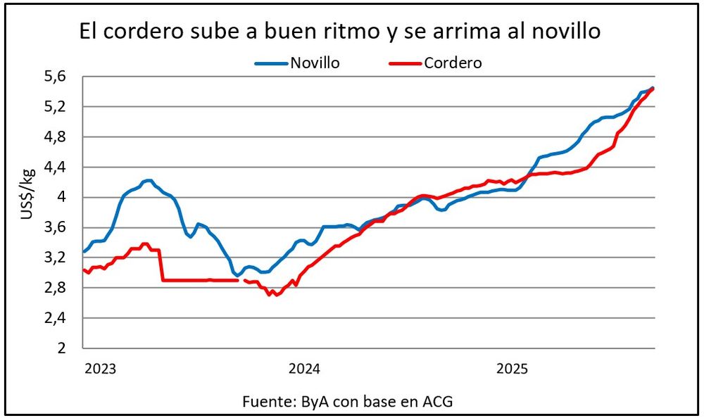 Lanas y carne ovina en los mercados: pasó una semana con destaque para el valor del cordero que alcanza al del novillo.