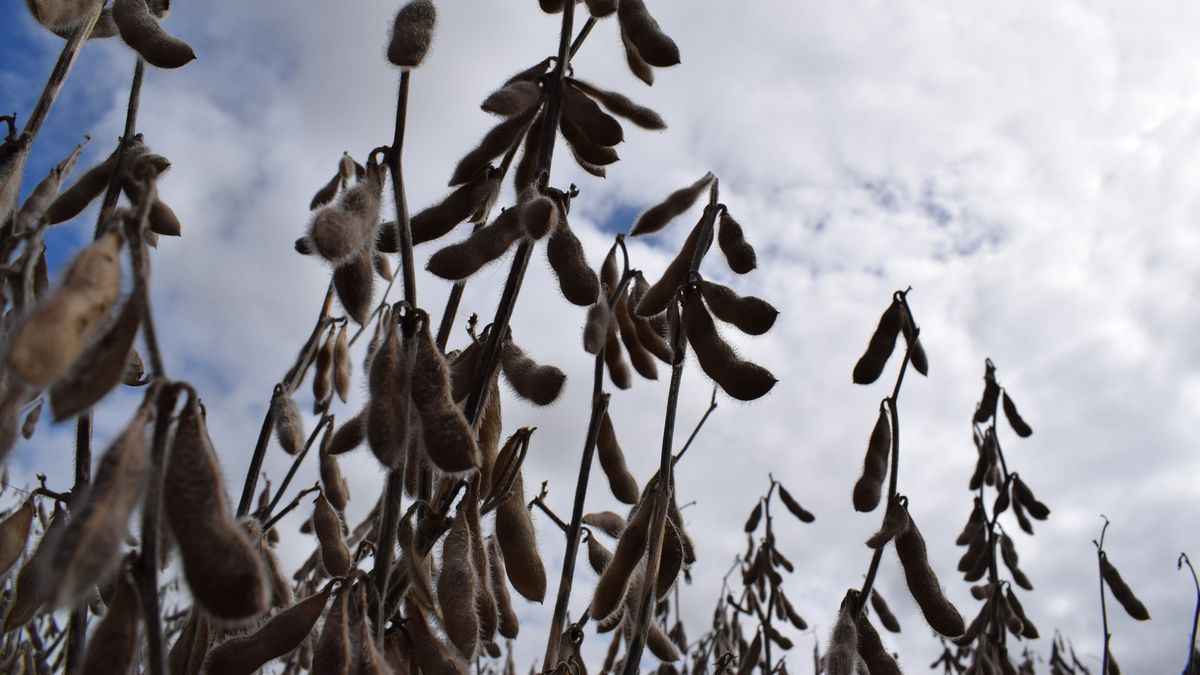 Fuerte suba semanal para todos los granos: soja en máximos desde 2024