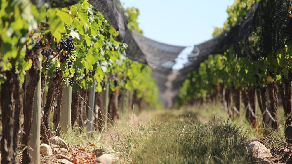 Plantas de Malbec en el Valle de Uco, de la región de Paraje Altamira, San Carlos, Mendoza.