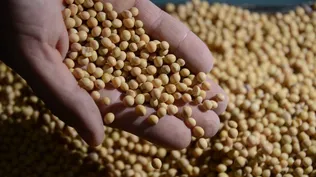 Los commodities que Uruguay exporta mantienen sus precios en caída