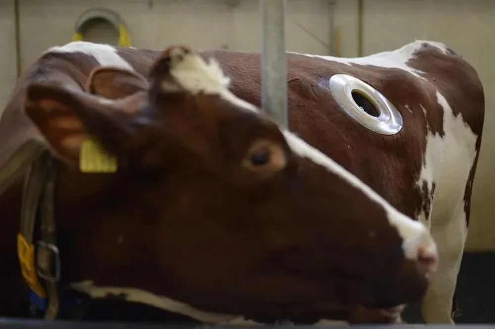 Suiza- Una vaca se alimenta en el centro de investigación agrícola de Agroscope, en Posieux