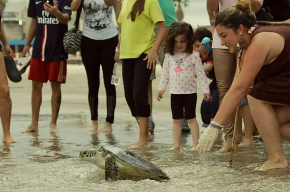 Una de las tortugas marinas afectadas por la Rapana venosa siendo liberada en Piriápolis, luego de su recuperación