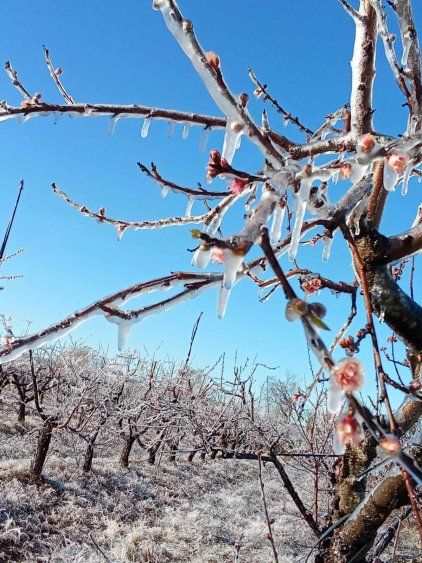 Heladas en Uruguay del 9 de julio