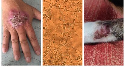 El Observador | hongo