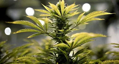 Esperan repunte en consumidores de marihuana en farmacias por mayor oferta