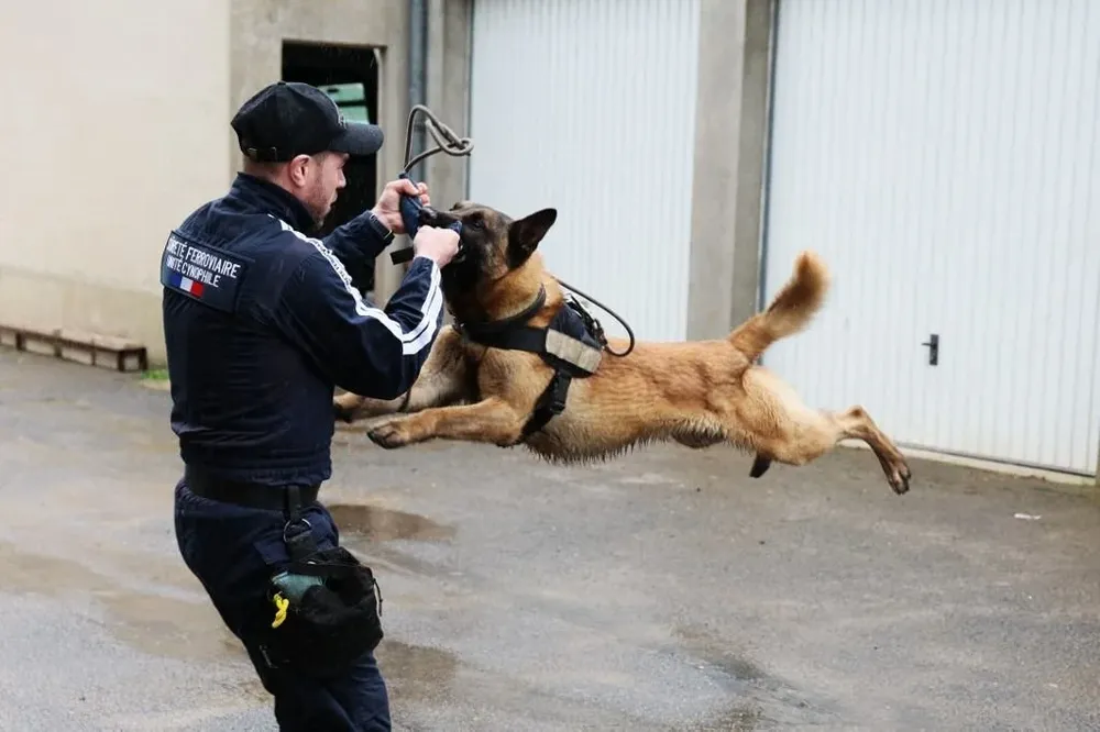 Perros policías de Francia