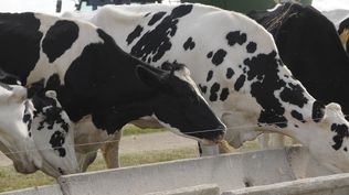 Leche: producción récord en el último ejercicio medido por Dicose.