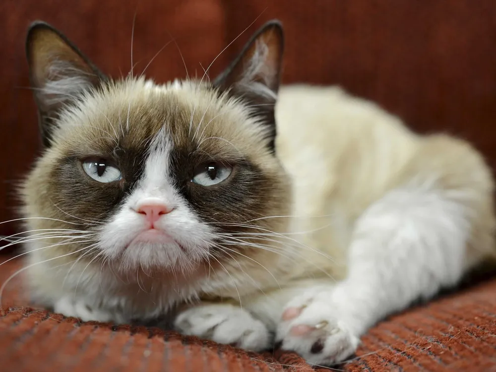 Grumpy Cat es un gato que se hizo famoso en internet por su cara malhumorada