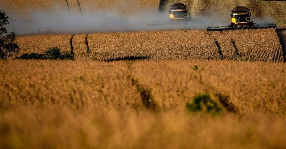 Soja: cambios en las referencias de precio, cuando los agricultores están sembrando el cultivo oleaginoso.