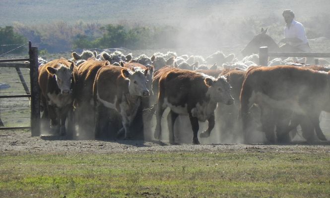 MGAP difundió detalles de una de las medidas de apoyo a los productores.