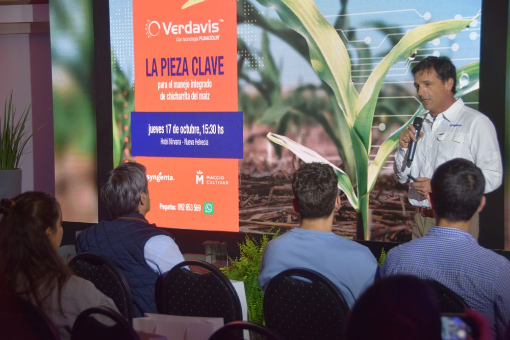 Syngenta Uruguay presentó la pieza clave para el manejo integrado de chicharrita del maíz.