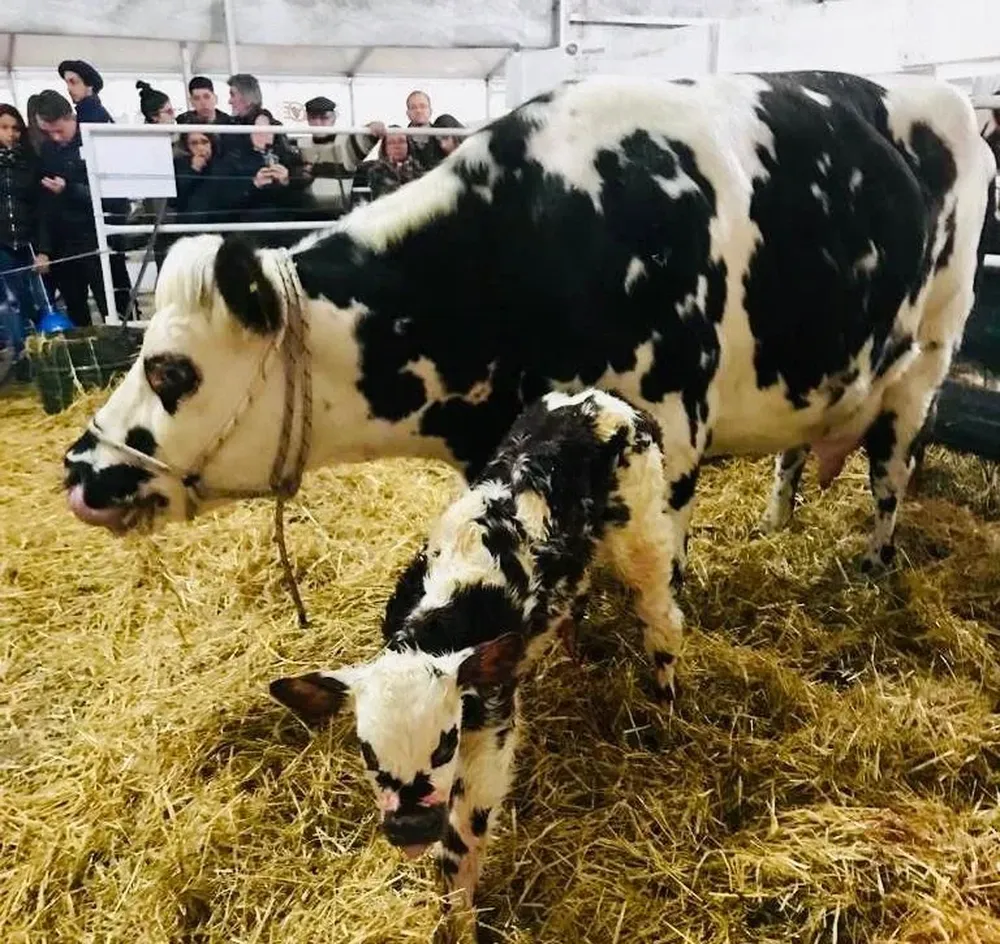 Se trata de un macho de cabaña Santa Isabel.