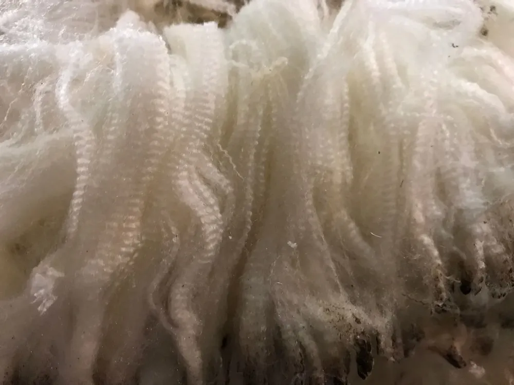 MegaAgro vendió lana Merino con precios excepcionales