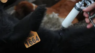 Fiebre aftosa: en Uruguay productores e industriales coinciden en que no debería dejar de vacunar contra esa enfermedad.