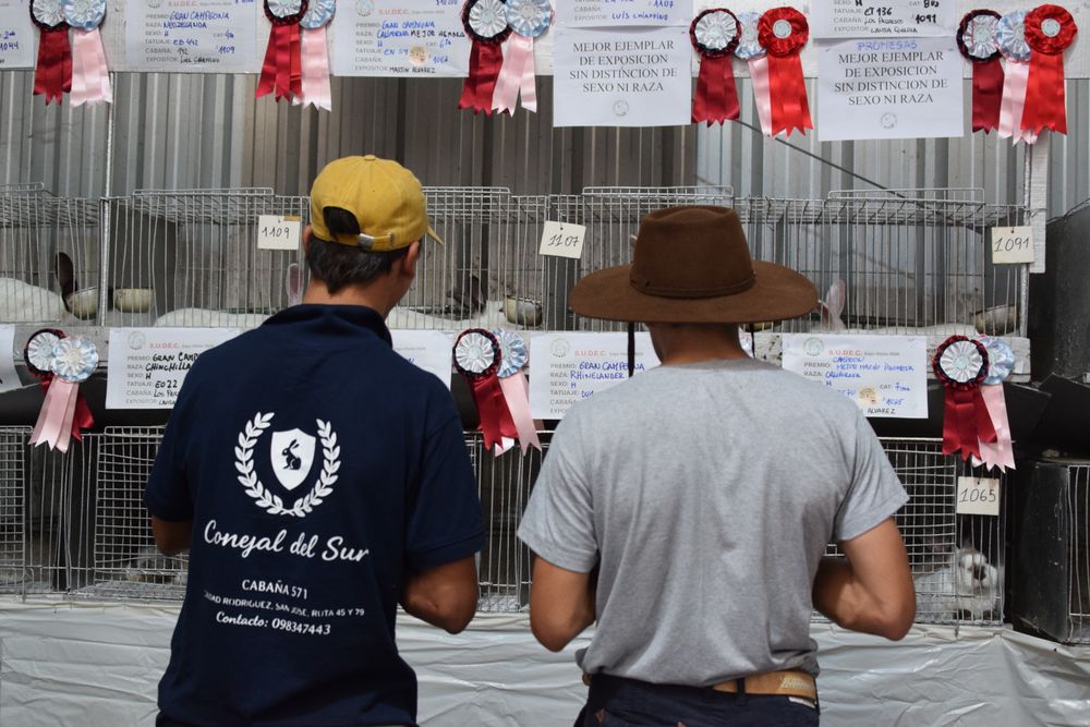 Conejos: los destacadas entre los mejores del país están en jaulas diferenciadas con las cocardas, datos de las cabañas y los precios de los que están a la venta.