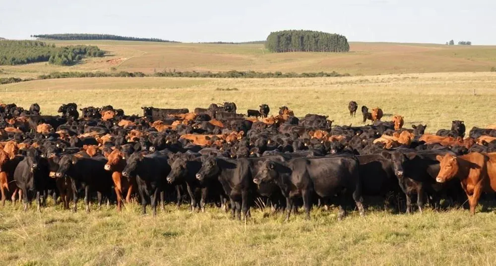 Ganados de la raza vacuna Aberdeen Angus.