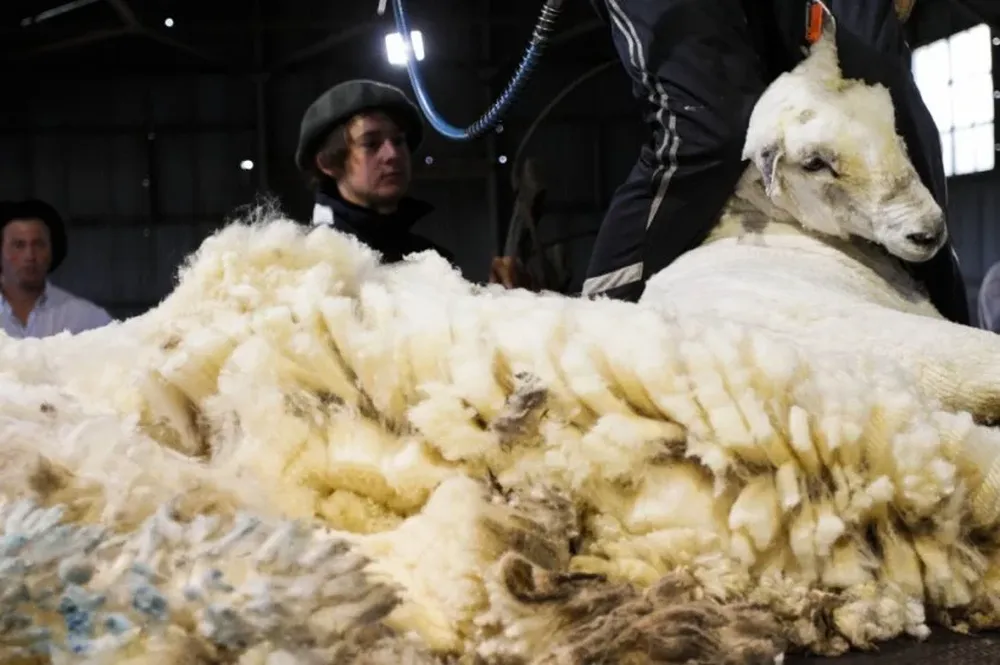 Subió el nivel de comercialización de las lanas en Australia