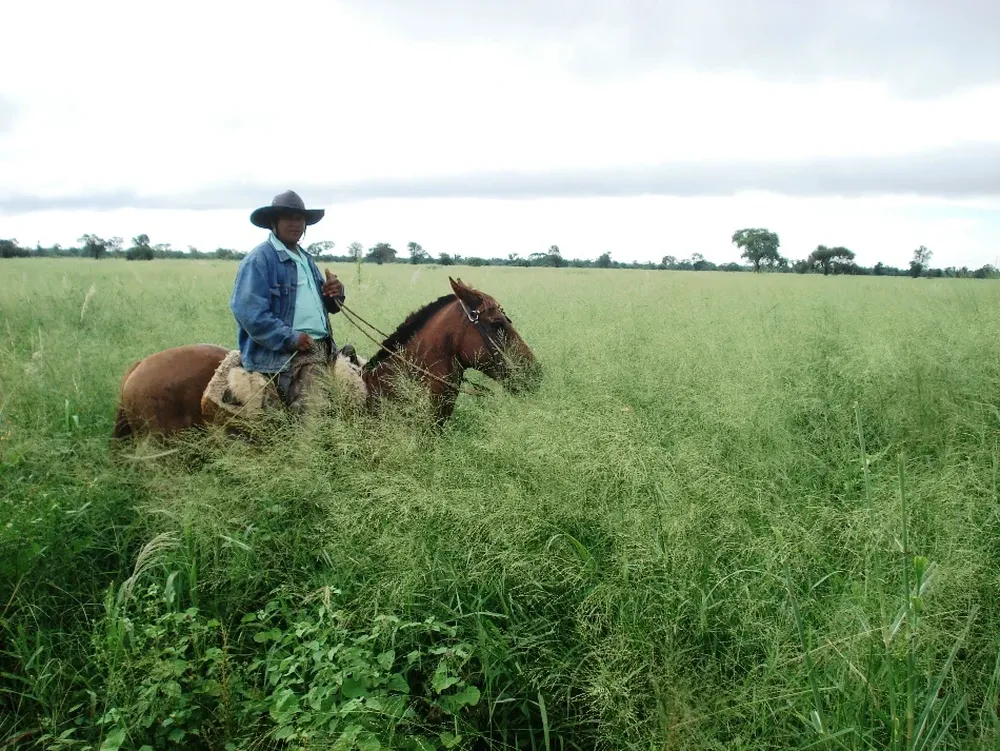 El clima favorable asegura una excelente producción de pasturas