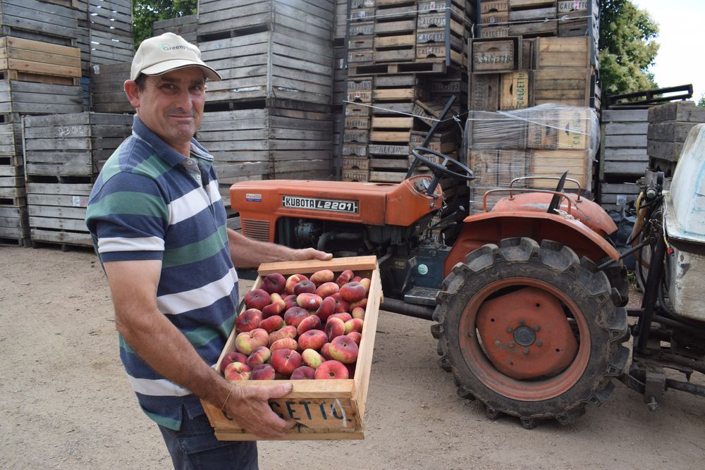 Granja, sistema productivo de alto valor al que la investigación le aporta novedades, como los duraznos chatos que produce Alejandro Calcetto.