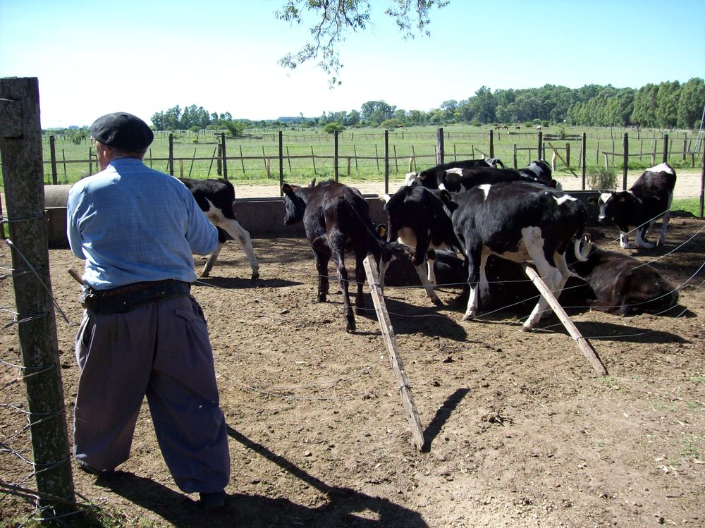 Conaprole, las medidas sindicales y cómo ven la realidad los tamberos.