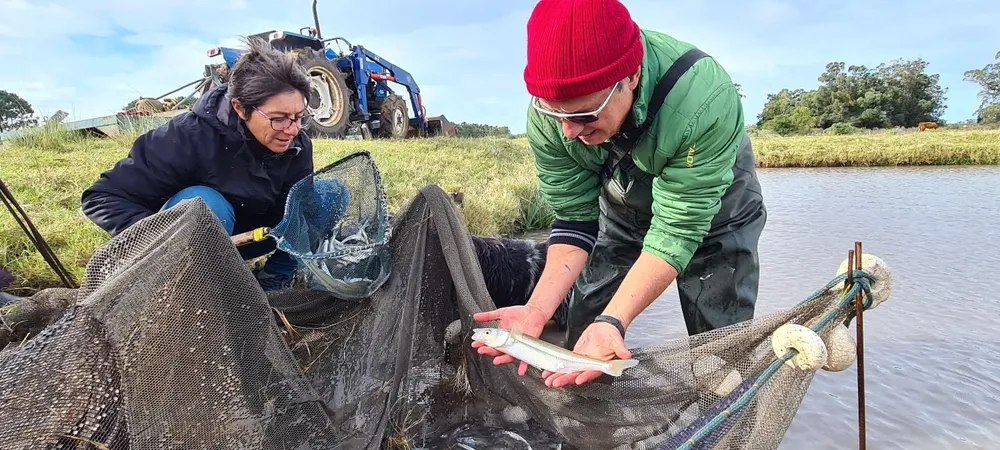 La producción de pejerreyes es de los emprendimientos más recientes en esta granja acuícola.
