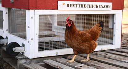 Gallinas: un ejemplar pasa junto a un gallinero portátil en una granja donde se crían como parte del servicio Rent The Chicken en Agua Dulce, California.