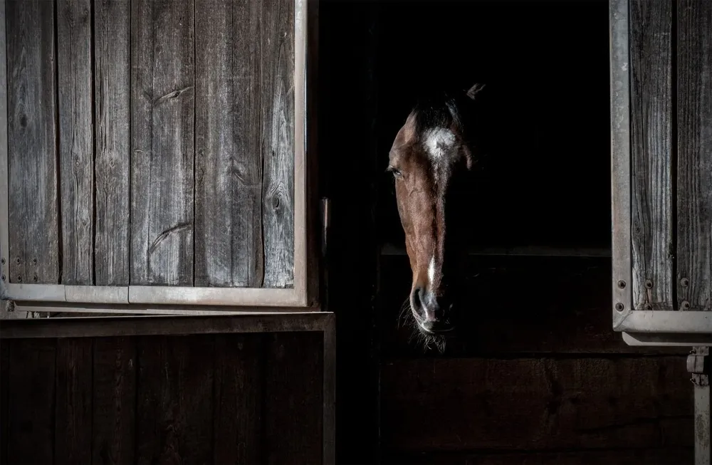 La enfermedad se da mayormente entre caballos