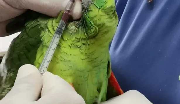 Cuidados veterinarios en la Reserva Ecológica Kerayvoty.