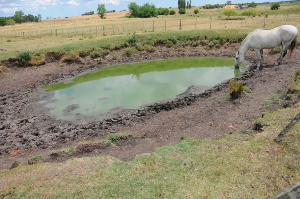 Las lluvias no alcanzaron para revertir la situación de los tajamares y aguadas