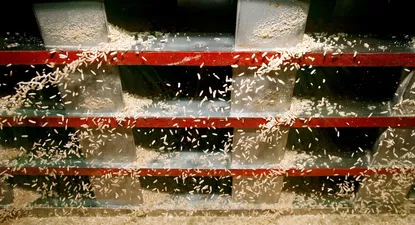 Arroz, junto con soja, trigo, cebada, maíz y colza, el cultivo más extendido en Uruguay.