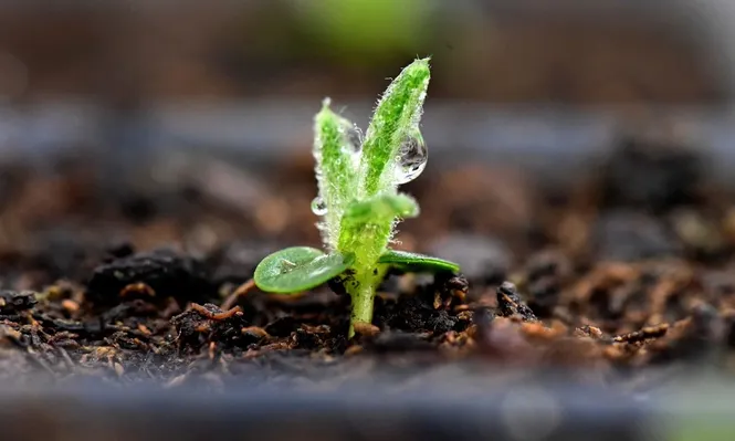 Agroecología como oportunidad para la sostenibilidad y posicionamiento de Uruguay