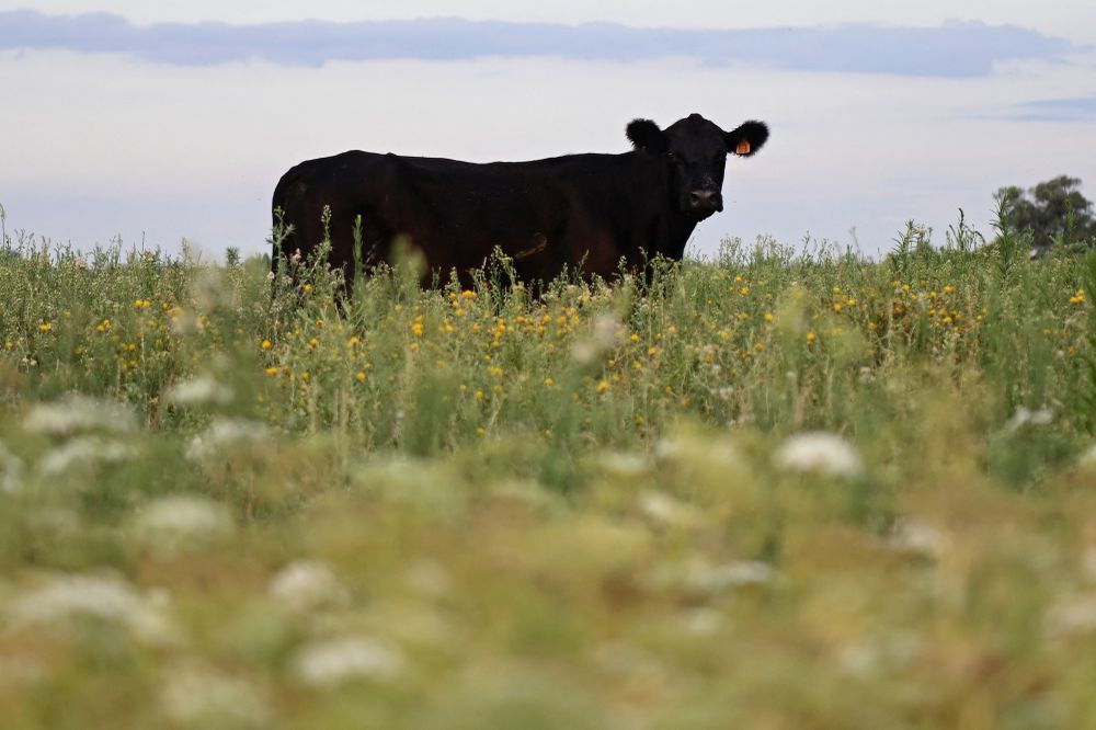 vacas en Florida, campo, uruguay.jpg